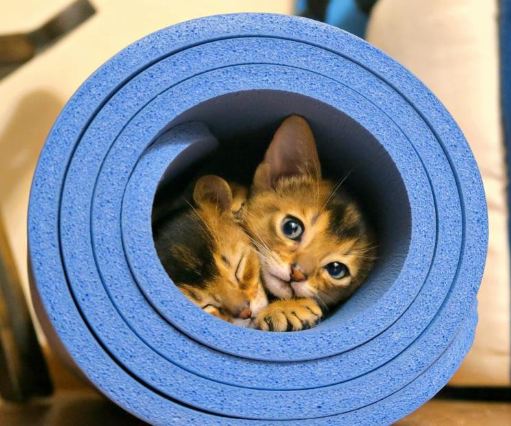 Día del Gato 2025: Los principales beneficios de tener uno Día del Gato 2025: Los principales beneficios de tener uno