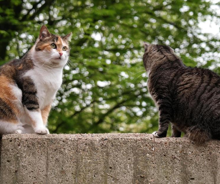 D&iacute;a del Gato 2025: conoce algunos datos curiosos sobre los felinos