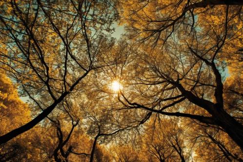 El ocaso de otoño