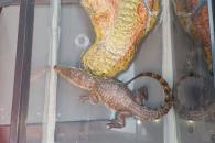 Detienen a hombre por venta de cocodrilo