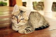 ¿Por qué les dicen michis a los gatos? ¿Por qué les dicen michis a los gatos?