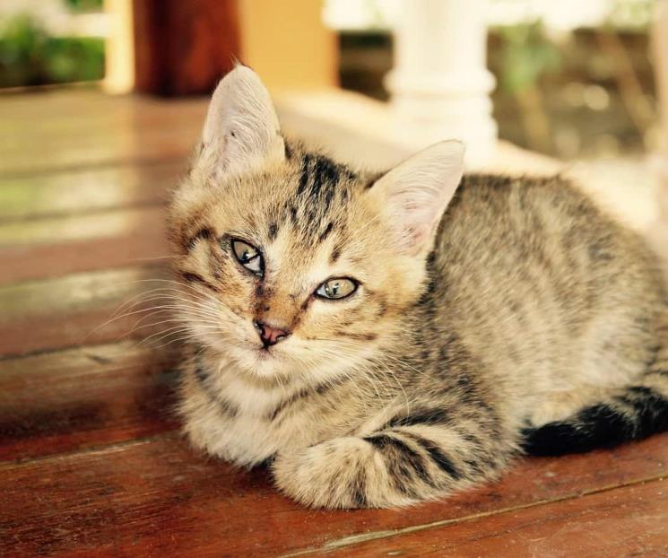 ¿Por qué les dicen michis a los gatos? ¿Por qué les dicen michis a los gatos?