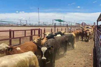 Promueve Sader ganader&iacute;a bovina sustentable en M&eacute;xico