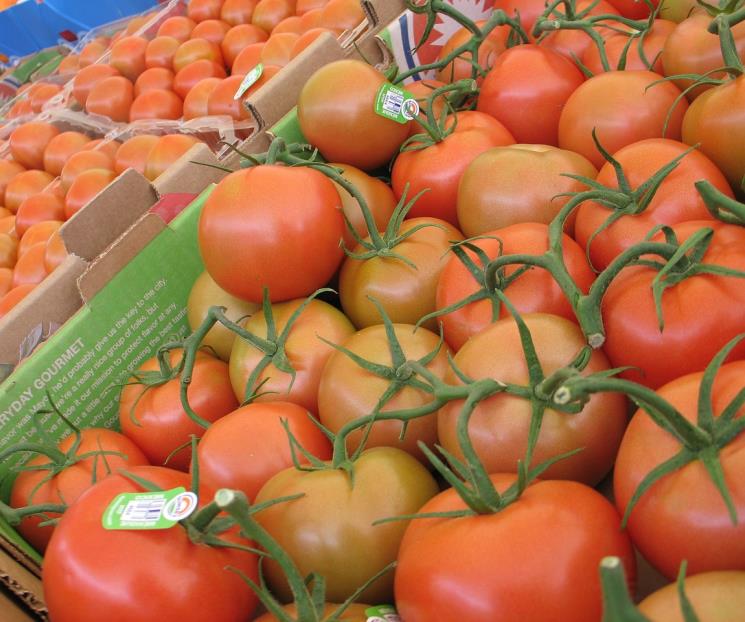 Estos son los precios mínimos del jitomate para exportación