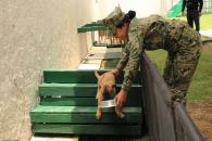 Presenta Semar cachorros que cuidarán el Mundial Presenta Semar cachorros que cuidarán el Mundial