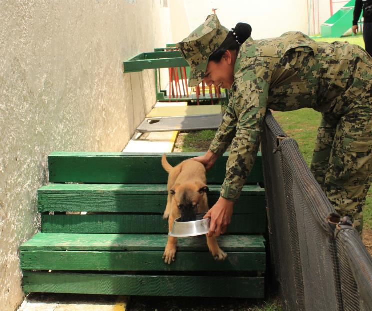Presenta Semar cachorros que cuidarán el Mundial