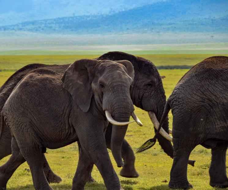 Día Mundial del Elefante: conoce algunos datos sobre el mamífero Día Mundial del Elefante: conoce algunos datos sobre el mamífero