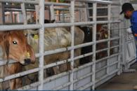 México y EU acuerdan plan binacional contra el gusano barrenador