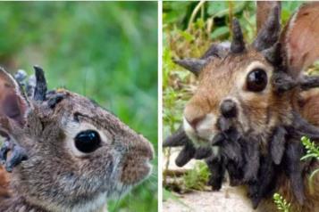 &iquest;Qu&eacute; hay detr&aacute;s de los conejos con tent&aacute;culos en la cabeza?