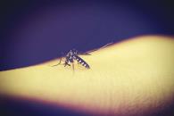 As&iacute; puedes diferenciar distintas picaduras de insectos en tu piel