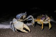 Inicia Conapesca veda del cangrejo azul