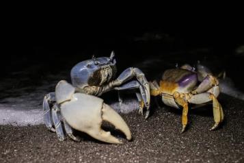Inicia Conapesca veda del cangrejo azul