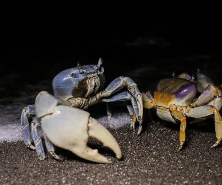 Inicia Conapesca veda del cangrejo azul Inicia Conapesca veda del cangrejo azul