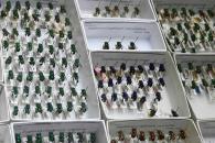 En peligro, la presencia de las abejas en el país En peligro, la presencia de las abejas en el país