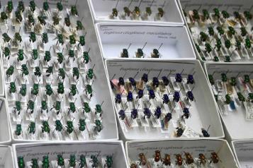 En peligro, la presencia de las abejas en el pa&iacute;s