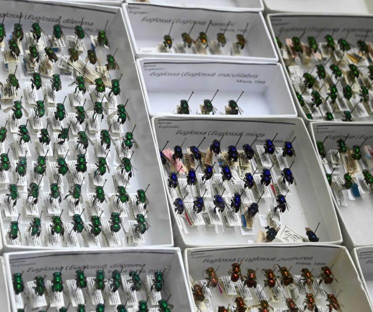 En peligro, la presencia de las abejas en el país En peligro, la presencia de las abejas en el país