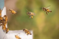 Día Nacional de las Abejas; 6 curiosidades sobre ellas Día Nacional de las Abejas; 6 curiosidades sobre ellas