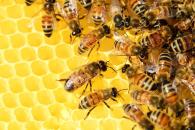Día Nacional de las Abejas; 5 acciones para protegerlas Día Nacional de las Abejas; 5 acciones para protegerlas