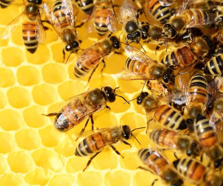 Día Nacional de las Abejas; 5 acciones para protegerlas