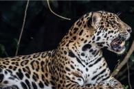 Jaguares son liberados con éxito en Brasil, pero las amenazas siguen Jaguares son liberados con éxito en Brasil, pero las amenazas siguen