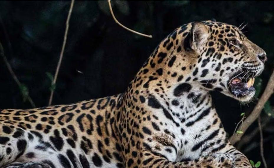 Jaguares son liberados con éxito en Brasil, pero las amenazas siguen Jaguares son liberados con éxito en Brasil, pero las amenazas siguen