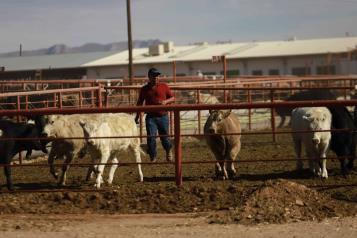 Ganaderos piden cerrar importaciones en frontera sur de México