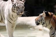 Muere Indira, tigresa del Zoológico de Cali tras pelea con su hijo Muere Indira, tigresa del Zoológico de Cali tras pelea con su hijo