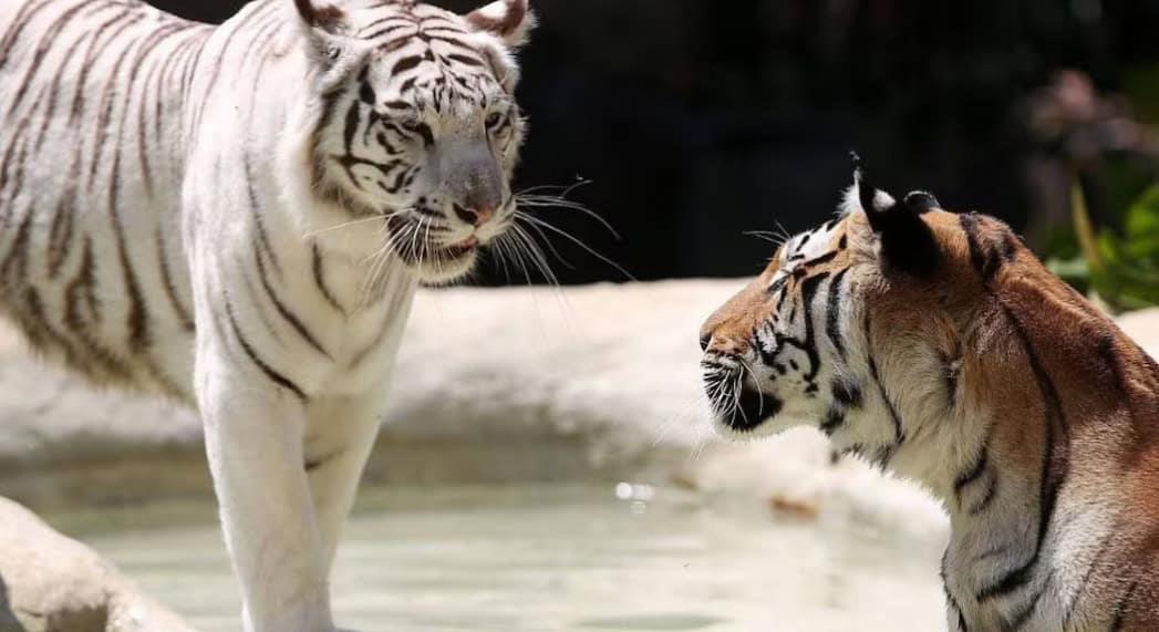 Muere Indira, tigresa del Zoológico de Cali tras pelea con su hijo Muere Indira, tigresa del Zoológico de Cali tras pelea con su hijo