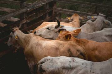 Piden ganaderos cerrar la frontera sur