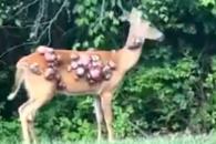 Captan a ciervos con protuberancias en la piel