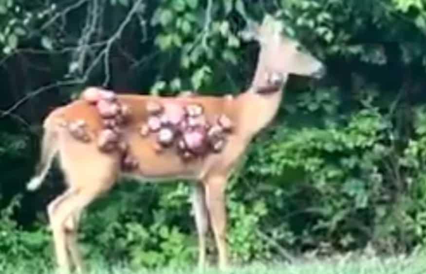 Captan a ciervos con protuberancias en la piel Captan a ciervos con protuberancias en la piel