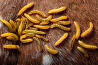 Amenaza gusano barrenador a especies Amenaza gusano barrenador a especies