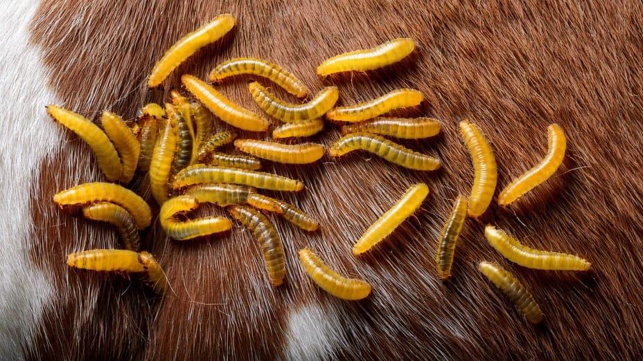Amenaza gusano barrenador a especies