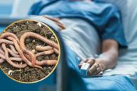 Contagios de gusano barrenador se extienden a Yucatán y Tabasco Contagios de gusano barrenador se extienden a Yucatán y Tabasco