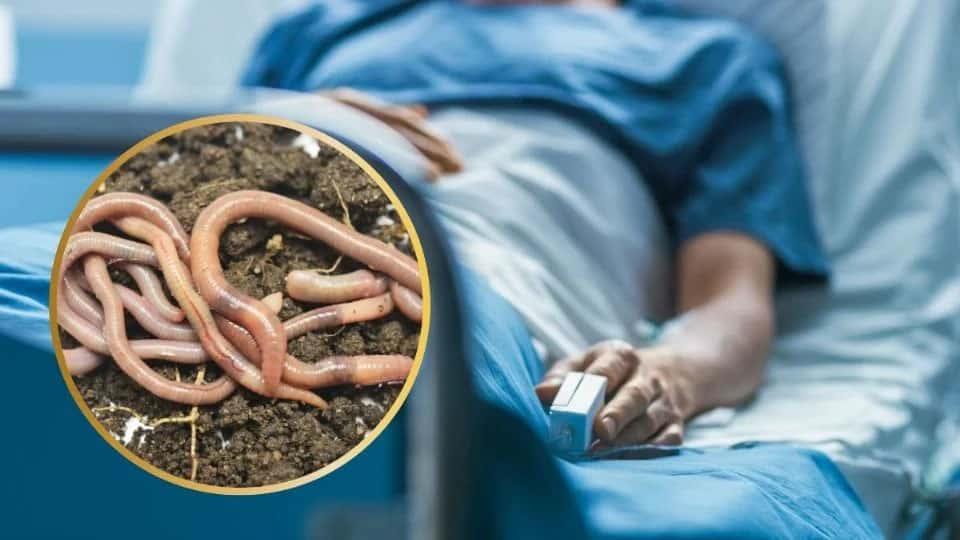 Contagios de gusano barrenador se extienden a Yucatán y Tabasco