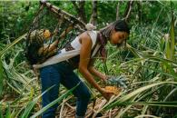 Conoce la Ruta de la Piña en Nayarit Conoce la Ruta de la Piña en Nayarit