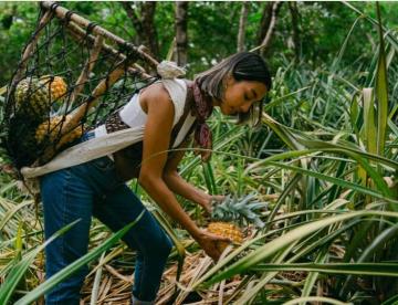 Conoce la Ruta de la Piña en Nayarit