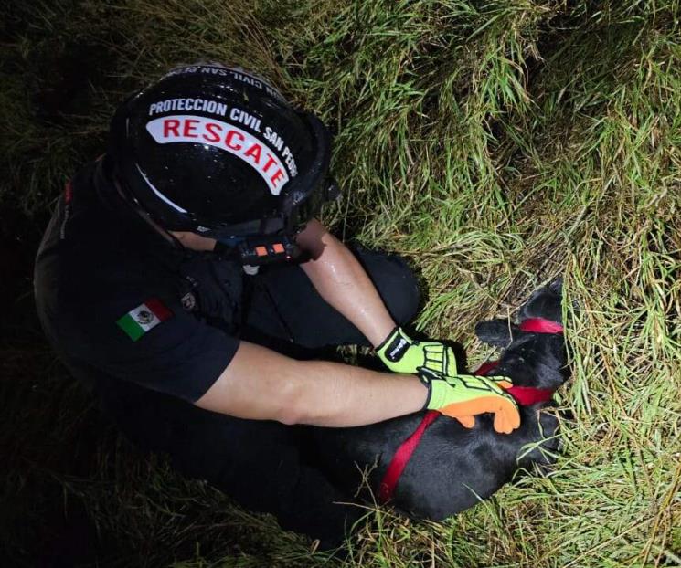 Rescatan a perro de arroyo en SP Rescatan a perro de arroyo en SP