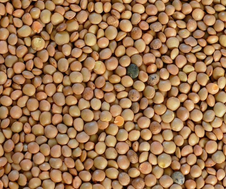 Cu&aacute;les son las legumbres que tienen m&aacute;s prote&iacute;na