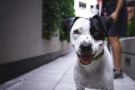 La forma segura de acercarse a un perro La forma segura de acercarse a un perro