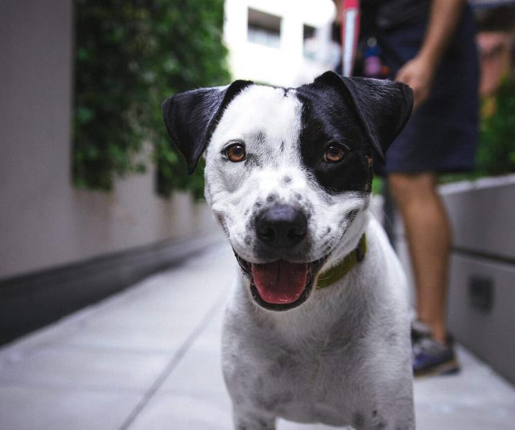 La forma segura de acercarse a un perro