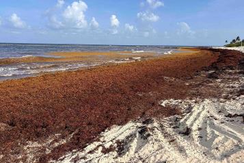 Positivo, incorporar el sargazo como recurso pesquero: expertas
