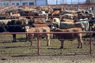 Gusano barrenador está contenido al sur de México: Berdegué Gusano barrenador está contenido al sur de México: Berdegué