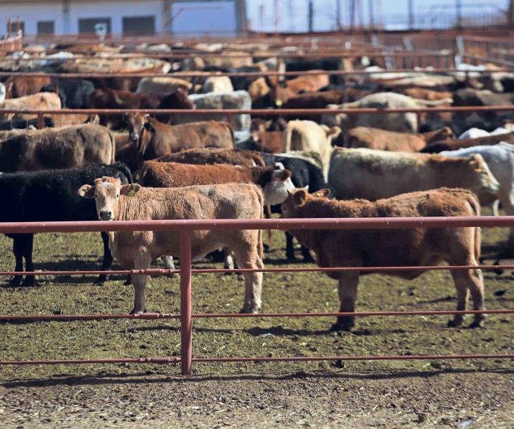 Gusano barrenador está contenido al sur de México: Berdegué Gusano barrenador está contenido al sur de México: Berdegué