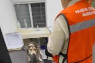 Descartan maltrato en centro de atención animal de Santa Catarina Descartan maltrato en centro de atención animal de Santa Catarina