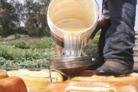 Decomisan 180 mil litros de huachicol en Yucatán Decomisan 180 mil litros de huachicol en Yucatán