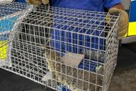 Capturan un lagarto en SN