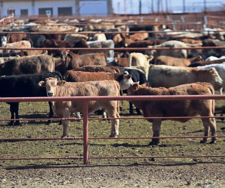 Tardará apertura de EU al ganado de México: Berdegué Tardará apertura de EU al ganado de México: Berdegué