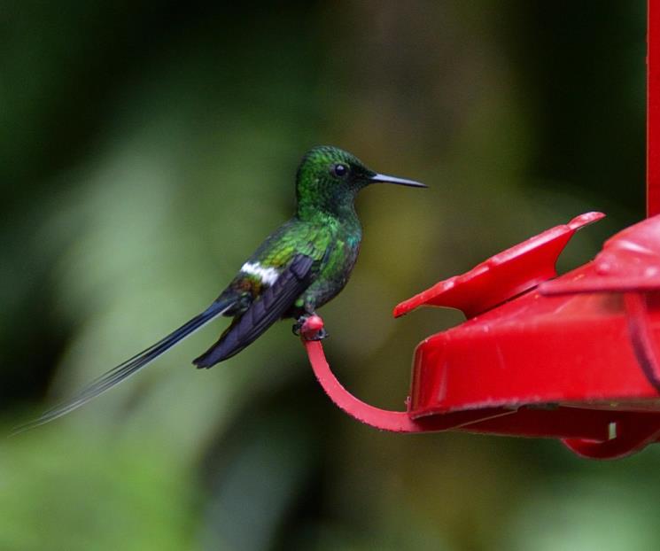 Conoce la manera correcta de preparar néctar para colibríes