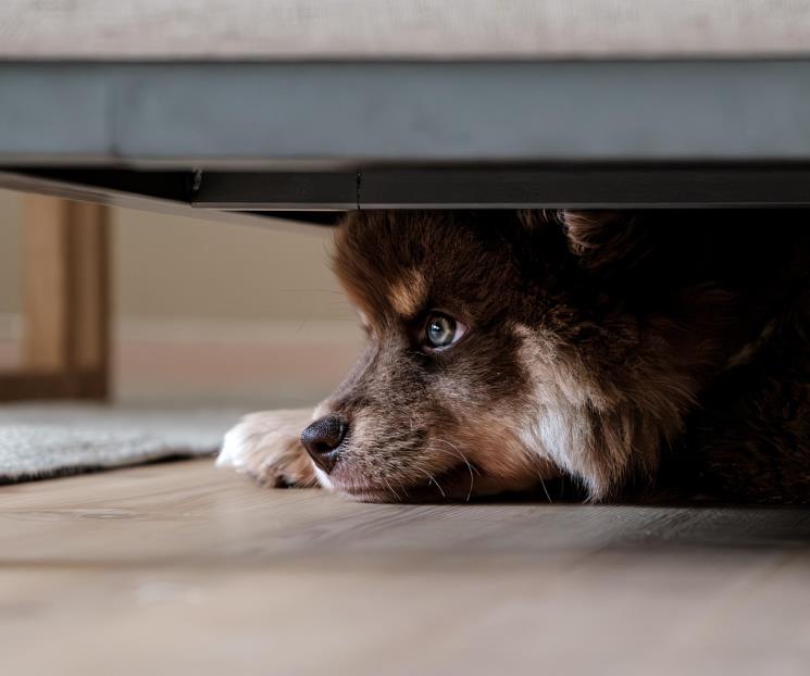 ¿Cómo proteger a tu perro durante la pirotecnia del 15 de septiembre